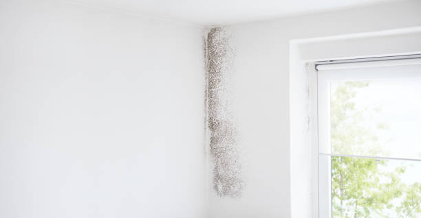 Best Black Mold Removal  in Nisswa, MN