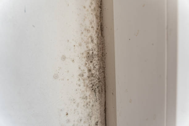 Best Air Quality Testing for Mold Spores  in Nisswa, MN